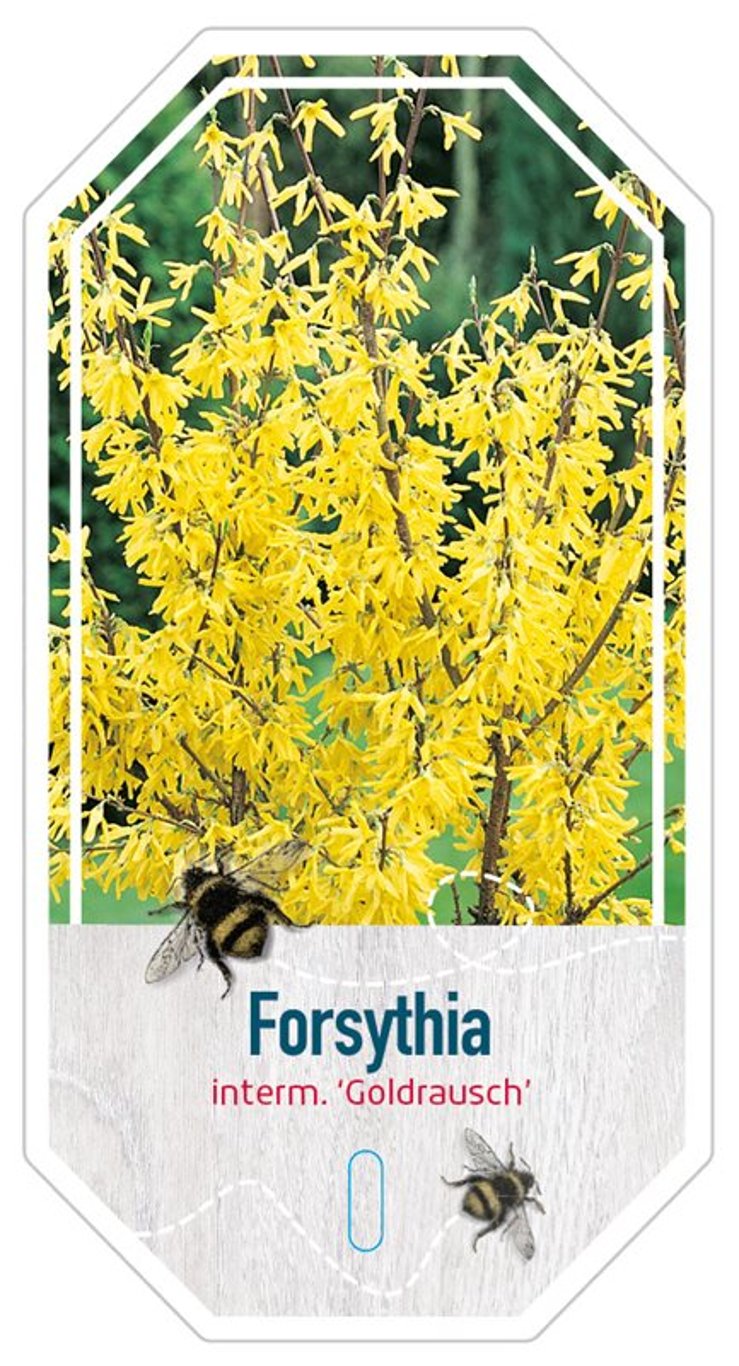 Forsythia 'Goldrausch' - C3 30-40 CM